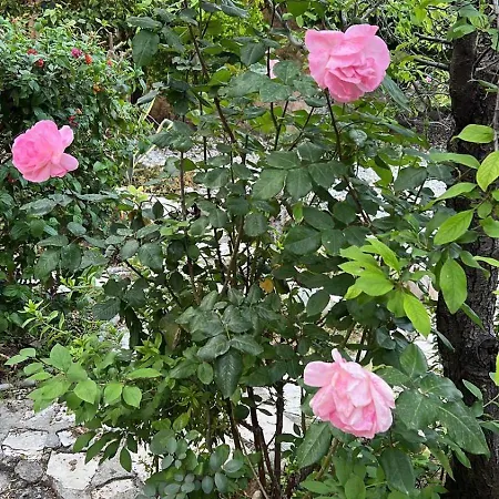 A Historic Stone With Private Garden, Terrace And Private Pool Just For 빌라 *