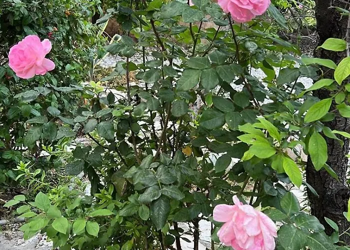 A Historic Stone With Private Garden, Terrace And Private Pool Just For Vila *